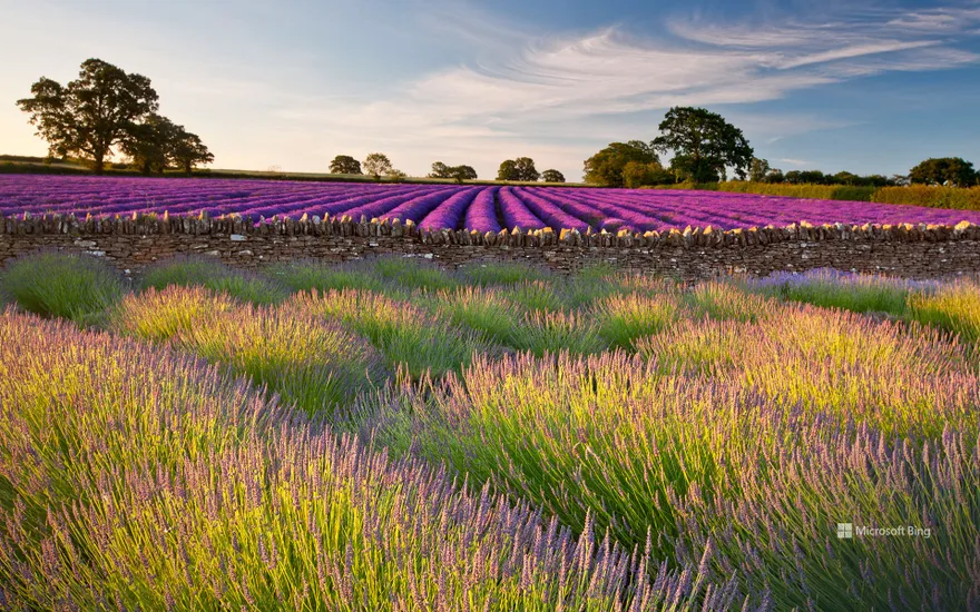 Field of lavender, Somerset, England