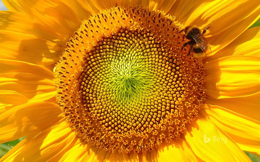 Bumblebee on sunflower near Viechtach, Bavarian Forest, Bavaria, Germany