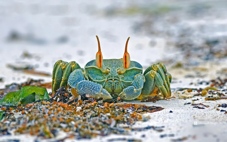 Horned ghost crab, Grand Anse, Praslin island, Seychelles