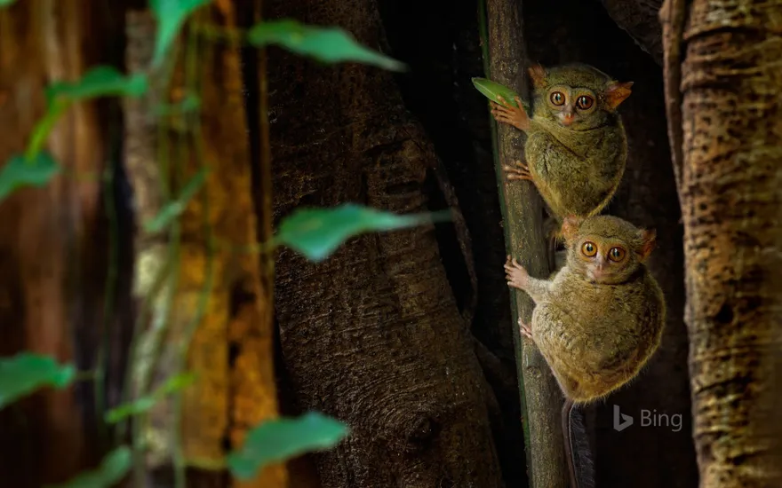 Spectral tarsiers in a ficus tree in Tangkoko Batuangus Nature Reserve, Indonesia