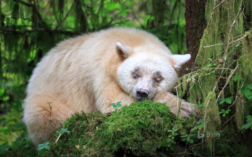 A sleeping Kermode bear in British Columbia, Canada