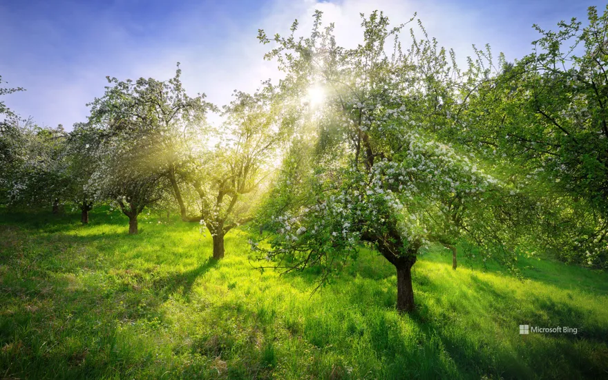 Apple trees in spring, Germany