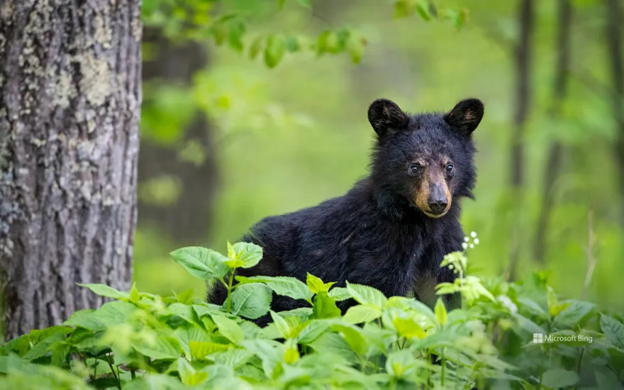 American black bear cub in spring, Shenandoah National Park, Virginia, USA