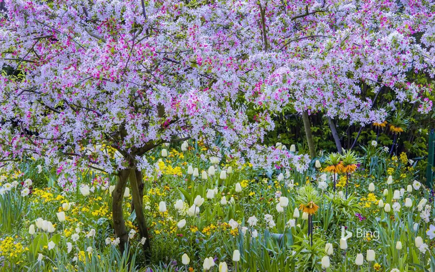 Springtime in Claude Monet's garden, Giverny, France