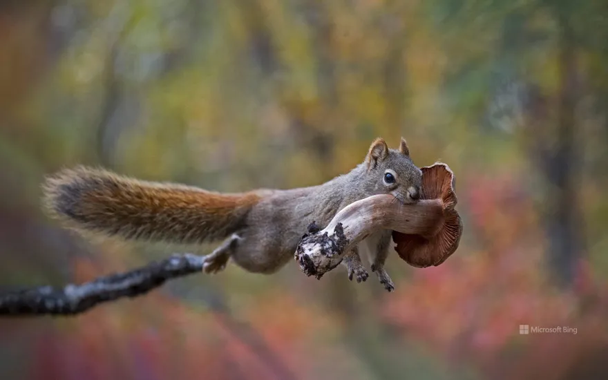 Red squirrel carrying a mushroom