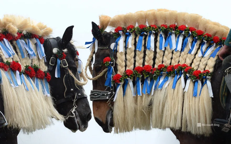 Traunstein horses decorated in Bavarian colours at the traditional St. Georgi ride on Easter Monday, Germany
