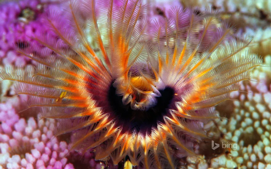 Star horseshoe worm on a hump coral reef off the Solomon Islands