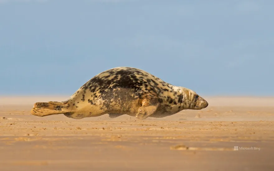 Grey seal in Donna Nook, Lincolnshire, England