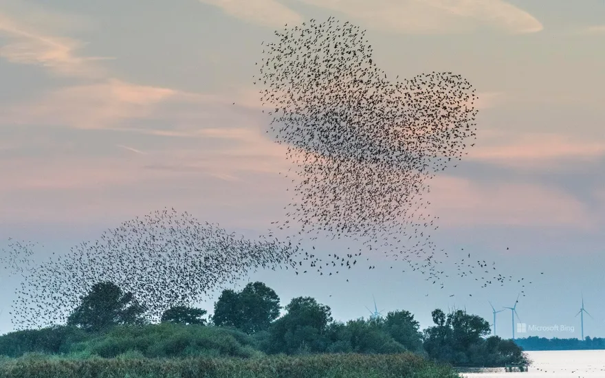 Heart-shaped flock of starlings near Lembruch, Dümmer Nature Park, Lower Saxony