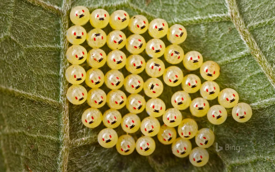 Stink bug eggs on a leaf in Madagascar