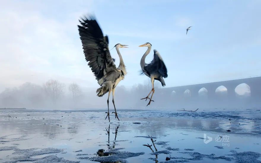 Two herons fighting over fish on the Tam River in Stockport, Greater Manchester