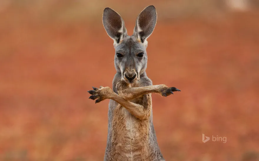 A red kangaroo in the Sturt Stony Desert, Australia