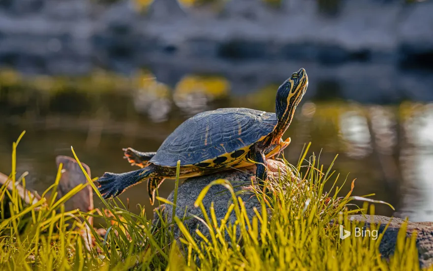 A male yellow-bellied slider