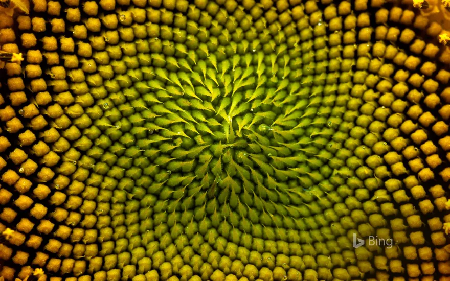 Detail of the inside of a sunflower, Boulder, Colorado