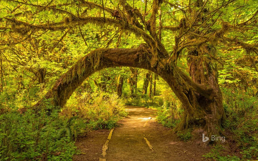 The Hoh Rainforest in Olympic National Park, Washington state