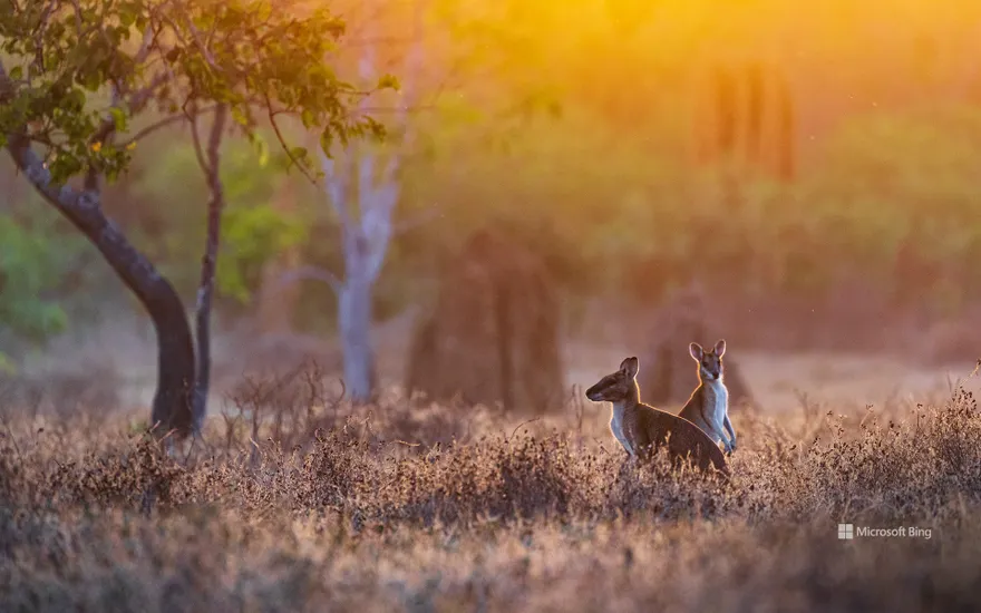 Wallaby at sunrise, Adelaide River, Northern Territory, Australia