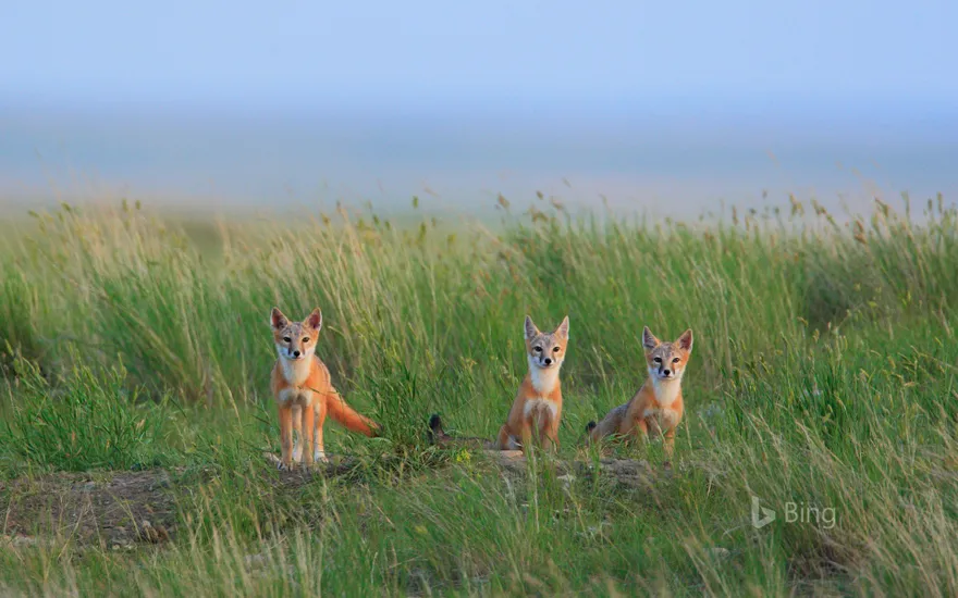 Swift fox pups in Grasslands National Park near Val Marie in Saskatchewan, Canada