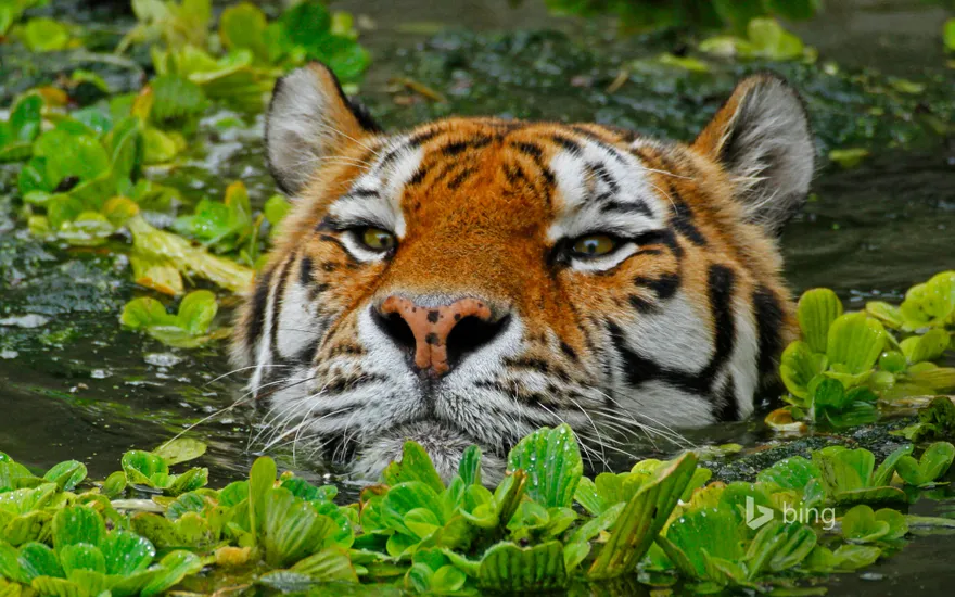 A Siberian tiger takes a swim at the Antwerp Zoo in Belgium