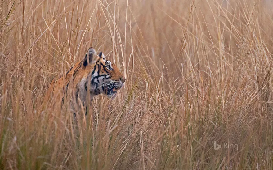 A Bengal tiger called ‘Krishna' or ‘T19’ in Ranthambore National Park, India