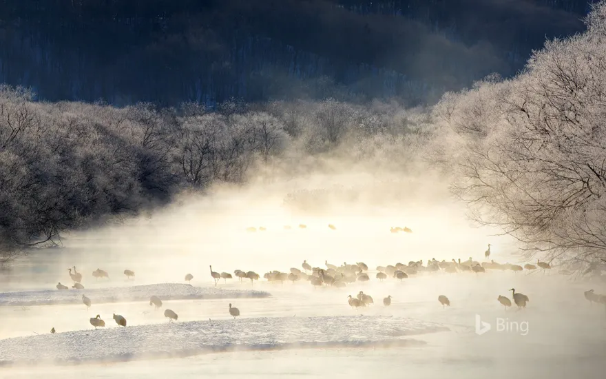 Red-crowned cranes in a mist-covered river, Hokkaido, Japan
