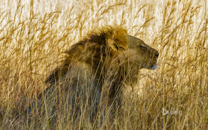 A lion in Hwange National Park, Zimbabwe