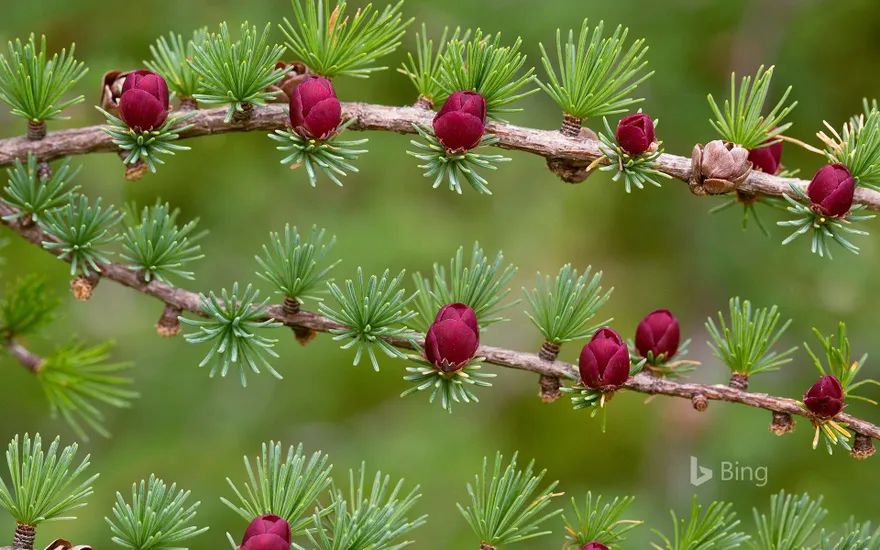 Tamarack branches with cones in Newfoundland and Labrador, Canada