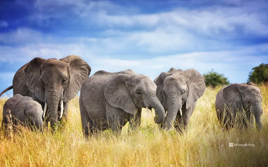 A family of African elephants in Tarangire National Park, Tanzania