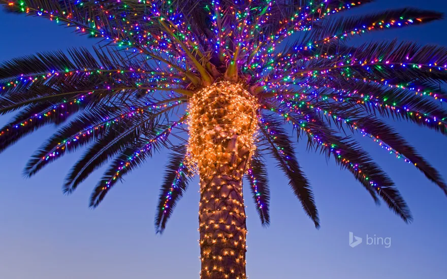 Christmas lights in a palm tree at a winery, Temecula Valley, California, USA