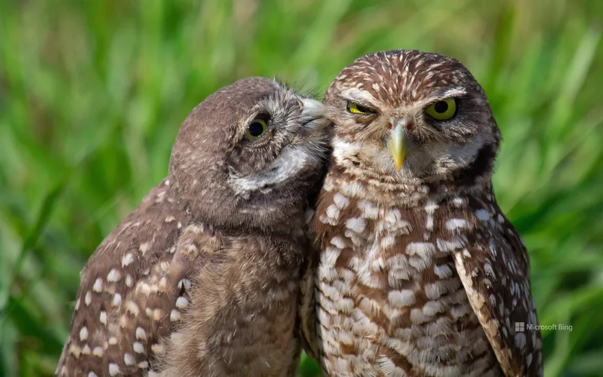 A burrowing owl chick and adult, South Florida, USA
