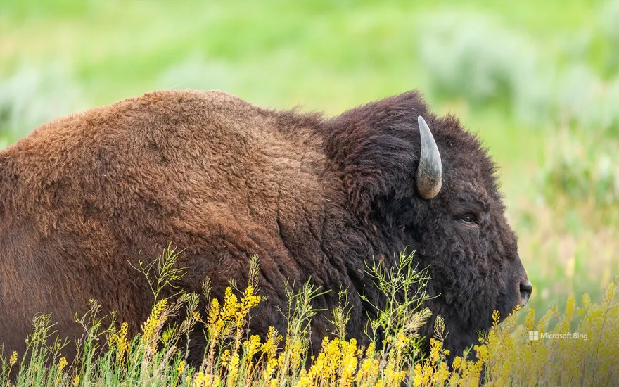 American bison in Grand Teton National Park, Wyoming