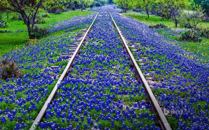 Bluebonnet wildflowers near Llano, Texas