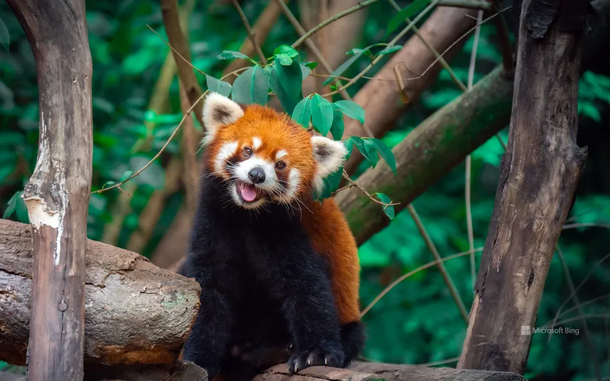 Chinese red panda on a tree, Chengdu, Sichuan Province, China