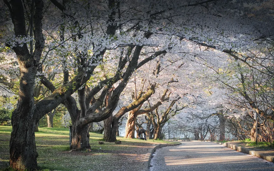 Japanese cherry blossom trees in High Park, Toronto