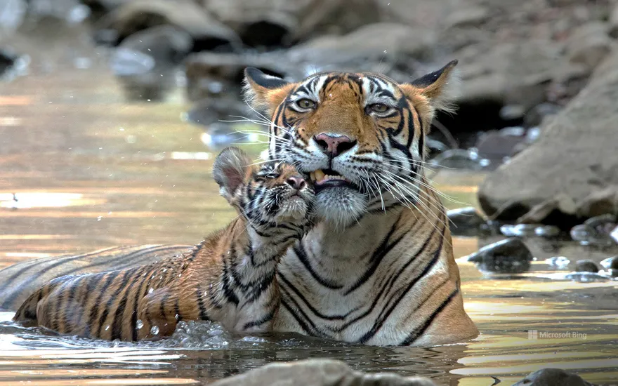 Bengal tiger parent and child, India
