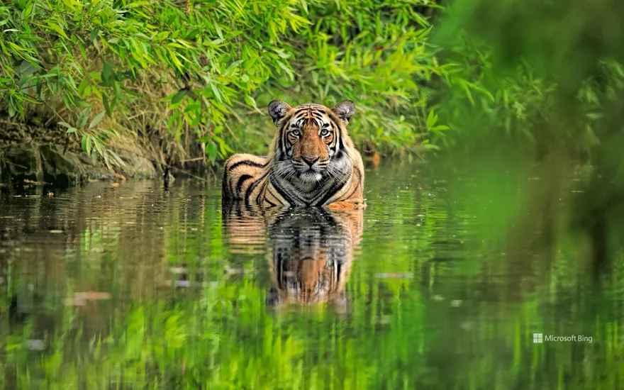 Bengal tiger, Ranthambore National Park, India