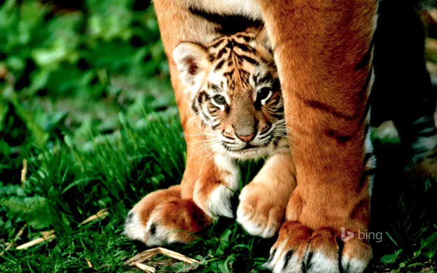 A six-week-old Bengal tiger cub peers out from between its mother's front legs