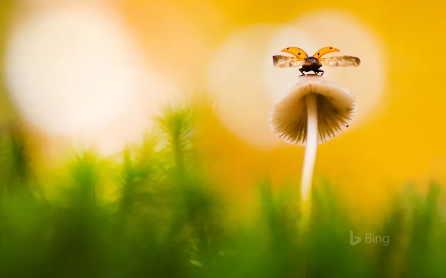 Seven-spot ladybug on a mushroom in Arnhem, Netherlands