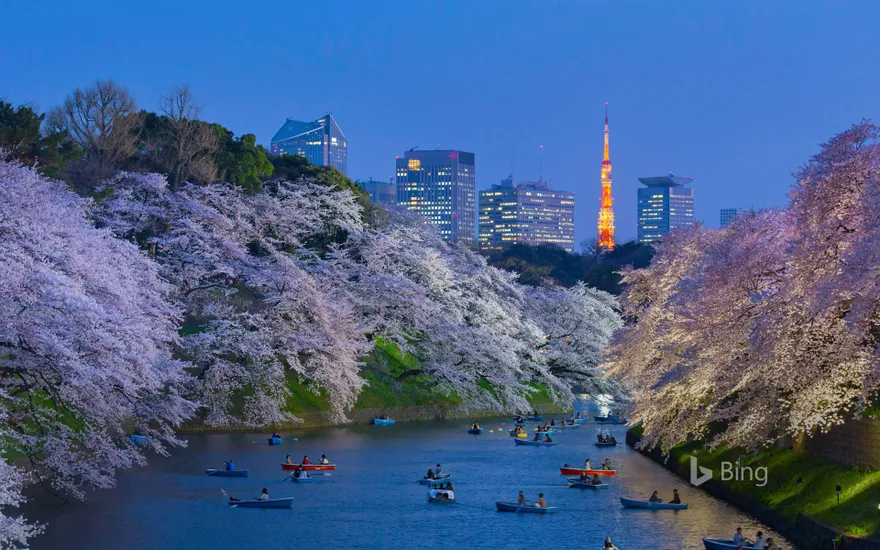 Cherry blossoms near the Imperial Palace against the background of Tokyo Tower, Tokyo, Japan