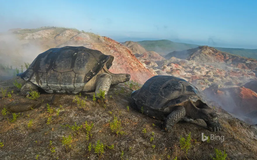 Giant tortoises on Alcedo Volcano in the Galápagos Islands