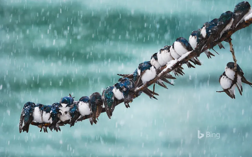 Tree swallows in a spring snowstorm in Whitehorse, Yukon, Canada