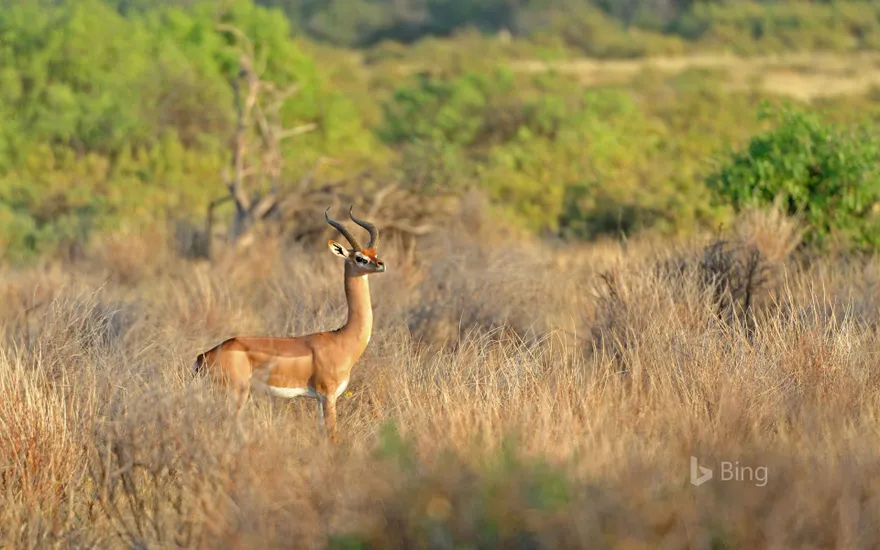 Gerenuk in Tsavo National Park, Kenya