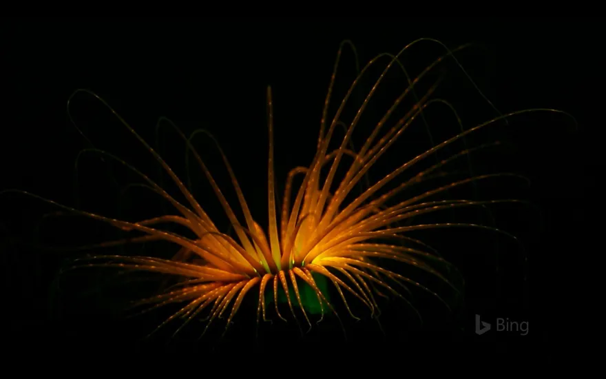 Tube anemone
