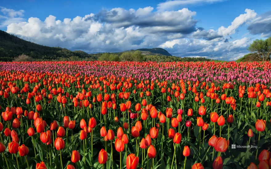 Colourful tulip fields in Fraser Valley, Abbotsford, BC, Canada