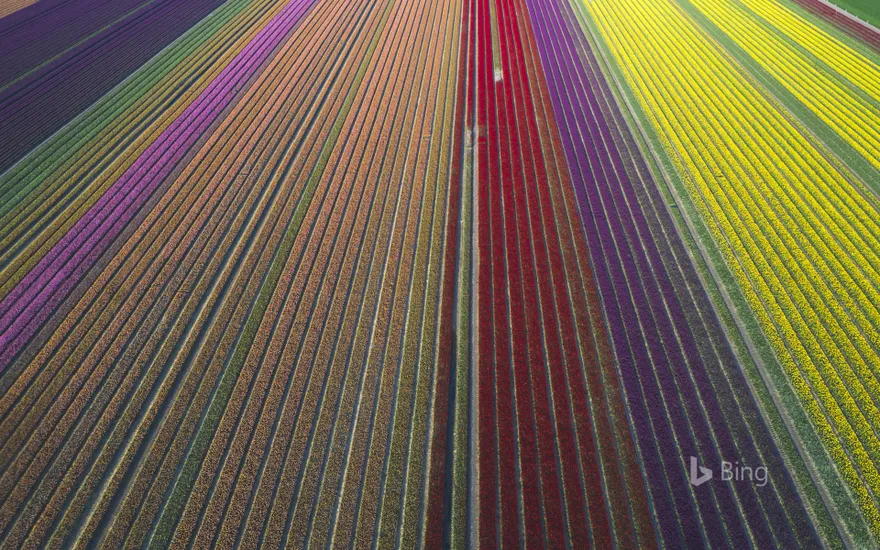 Aerial view of tulip fields, Saxony-Anhalt, Germany