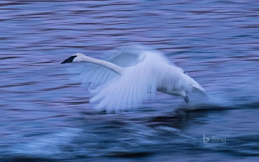 A tundra swan on the Mississippi River in Monticello, Minnesota, USA