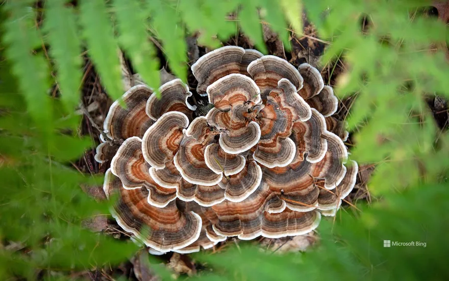 Turkey tail mushroom, Brevard, North Carolina