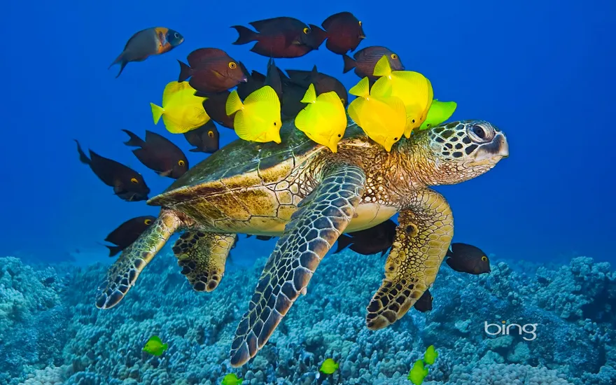 Green sea turtle being cleaned by reef fish off the Kona Coast, Big Island, Hawaii
