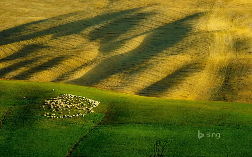 A flock of sheep grazing in Tuscany, Italy