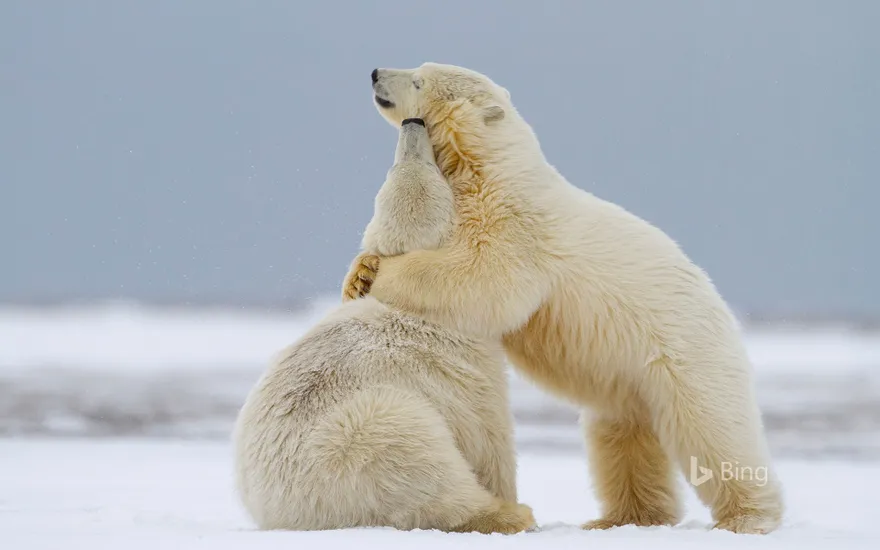 Polar bear cubs playing in Kaktovik, Alaska
