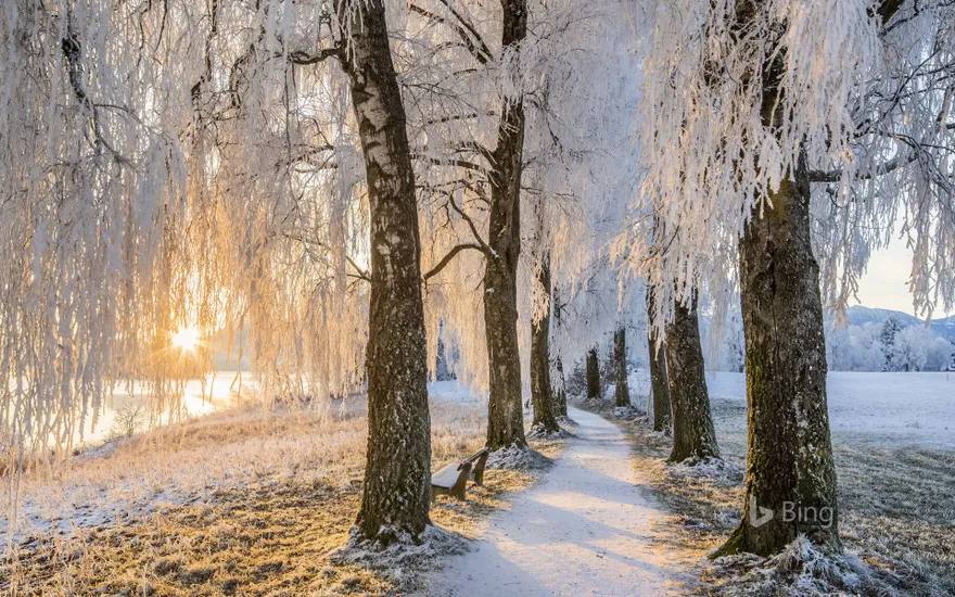 Avenue of Birch Trees near Uffing am Staffelsee, Bavaria, Germany